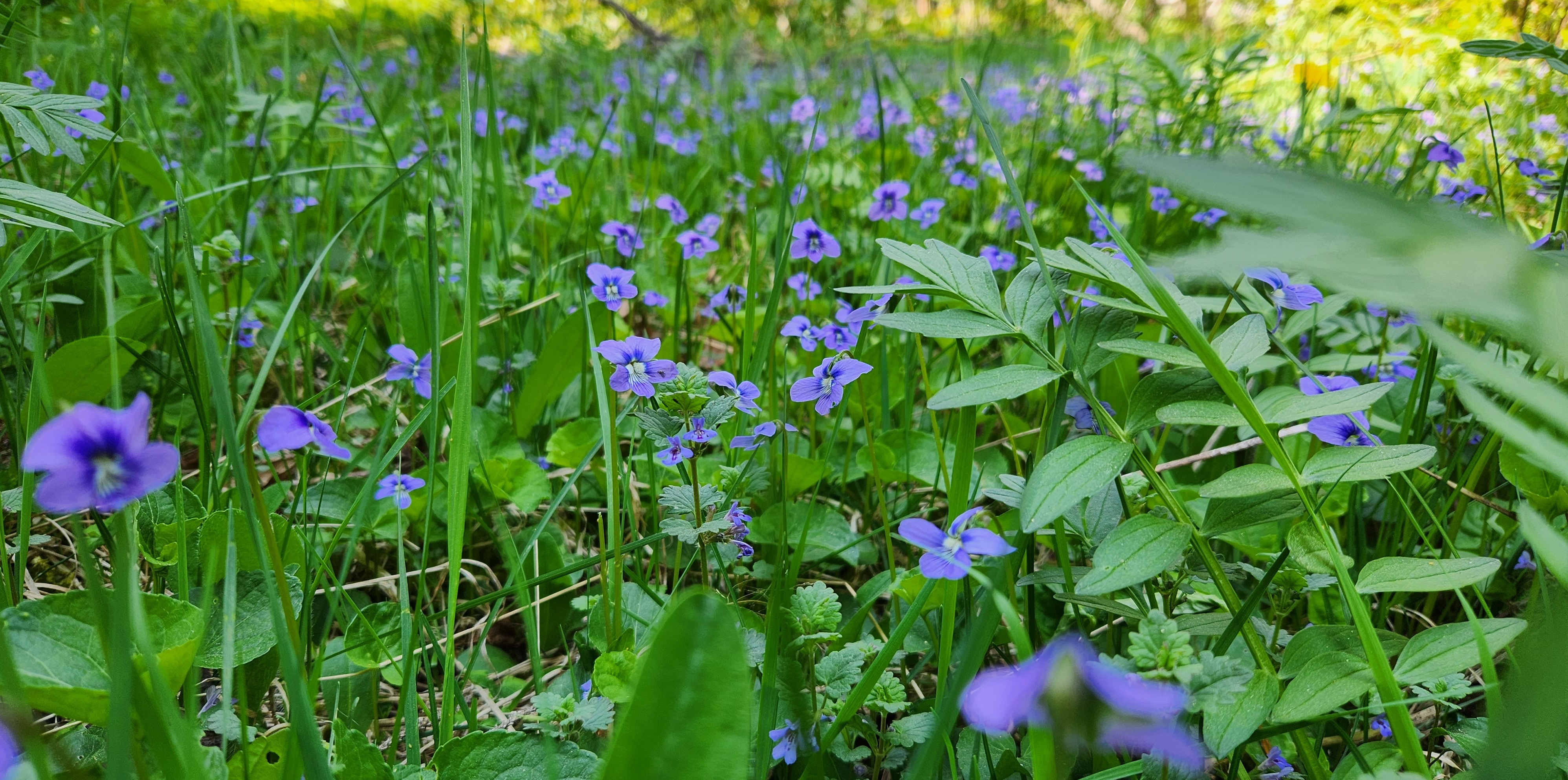 purple flowers