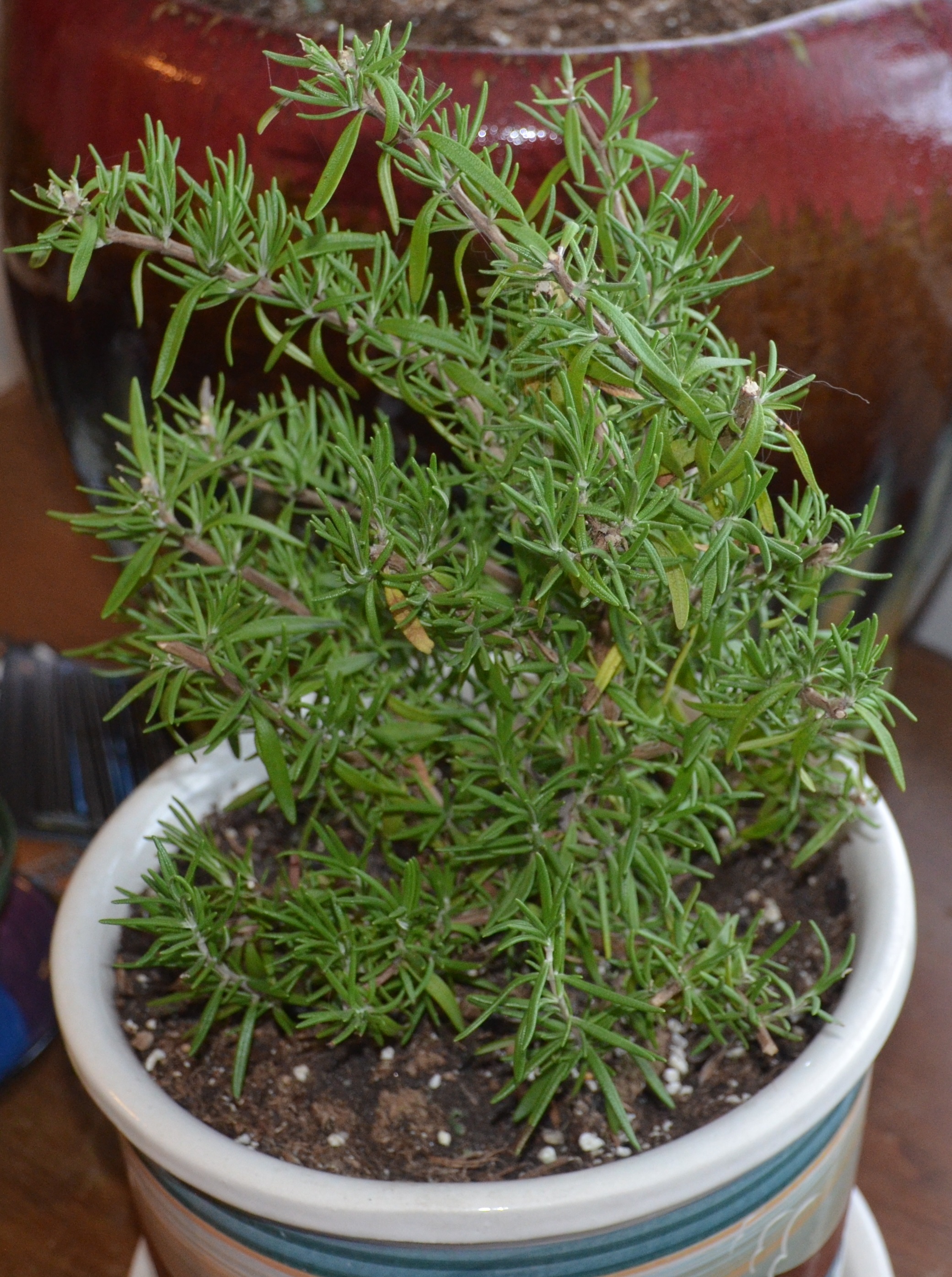 rosemary
